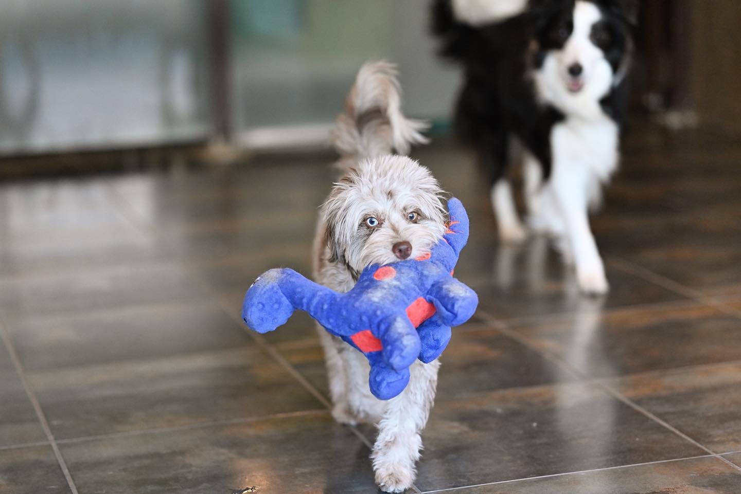 A merle doodle puppy trotting across the salon floor with a blue plush toy in its mouth while a border collie follows behind